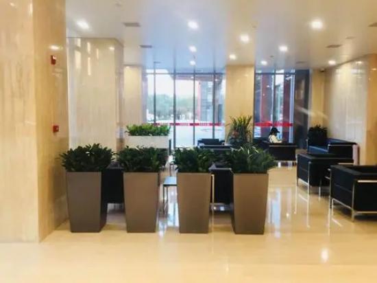 天河写字楼绿色植物美化环境篇
