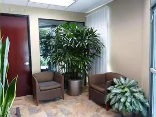 冬天室内适合种什么绿色植物？