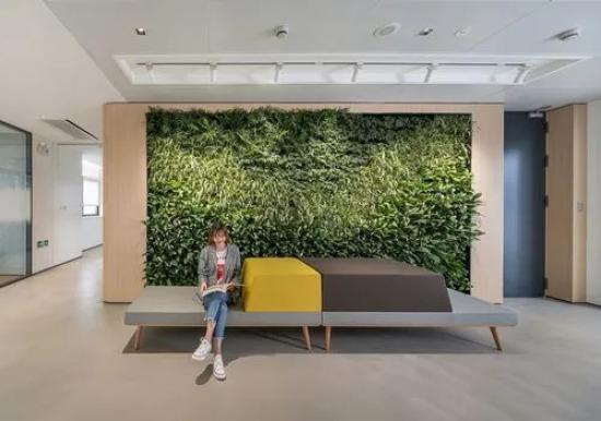 办公室绿色植物难以长期生存的原因